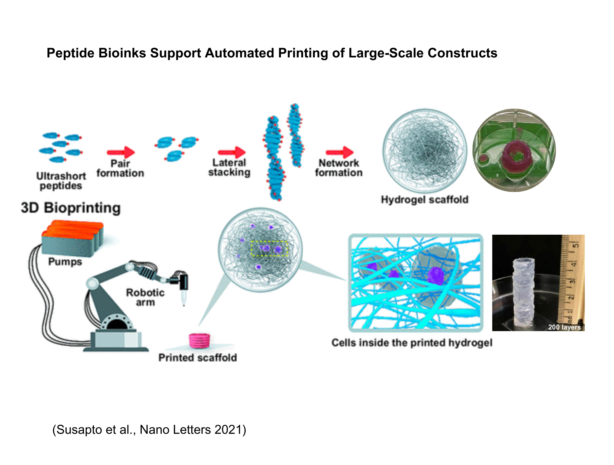 Peptide Bioinks Support Automated Printing of Large-Scale Constructs